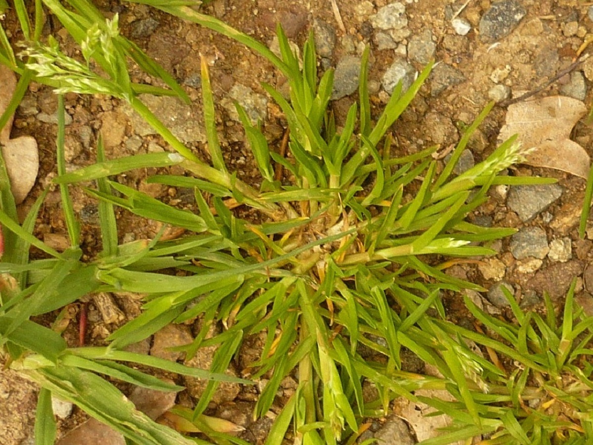 Poa annua subsp. annua var. annua (Poaceae)